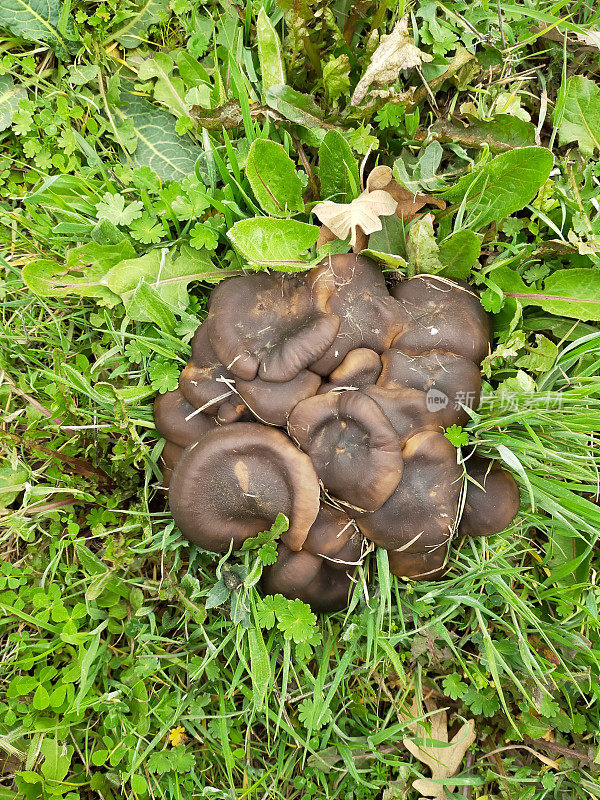 Lyophyllum decastes，通常被称为炸鸡蘑菇，或者碎石鸡，